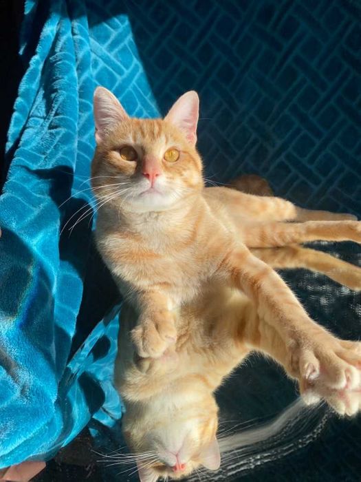 CASTRADO ! Macho juvenil disponível para adoção responsável