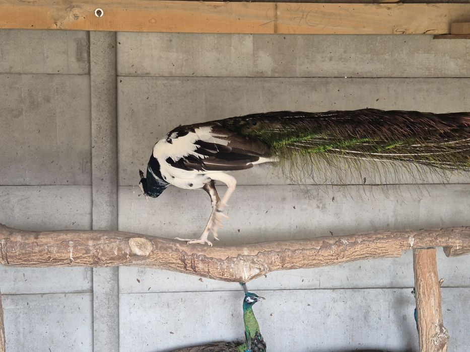 Paw Szmaragdowy szek