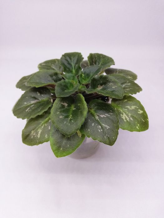 Фиалка мини Jolly Victory (H. Pittman)