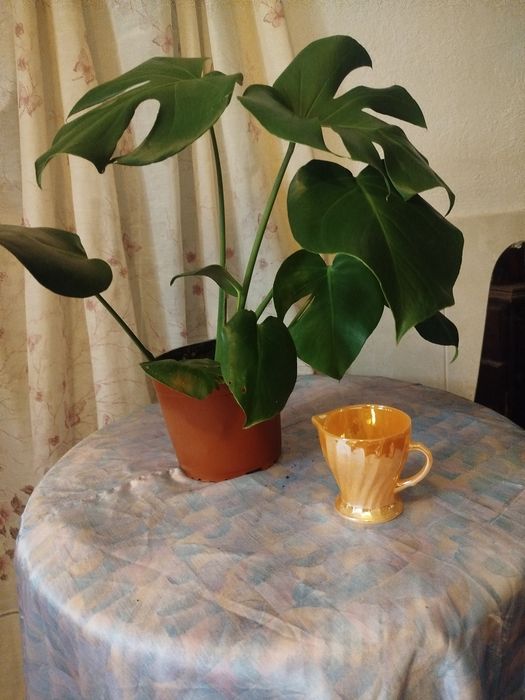 Monstera Deliciosa (Costela-de-Adão) Saudável – 45-50 cm