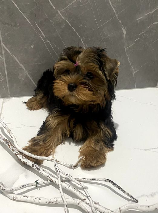 Йорки гарнесенькі