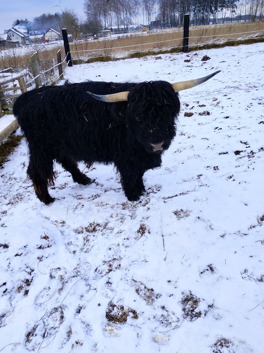 Bydło szkockie Highland Cattle