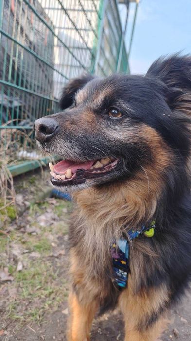 Pimpuś - pies z Miejskiego Schroniska dla Zwierząt w Tychach. Adopcja. Szuka domu