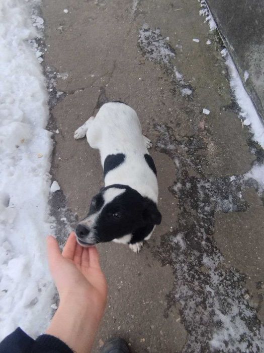 Щенята 3 місяці дівчинка і хлопчик