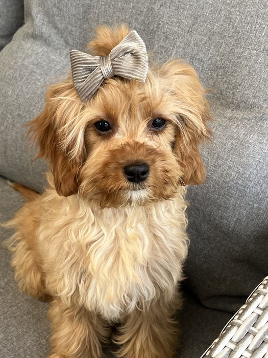 Cudowna suczka cavapoo gotowa do odbioru