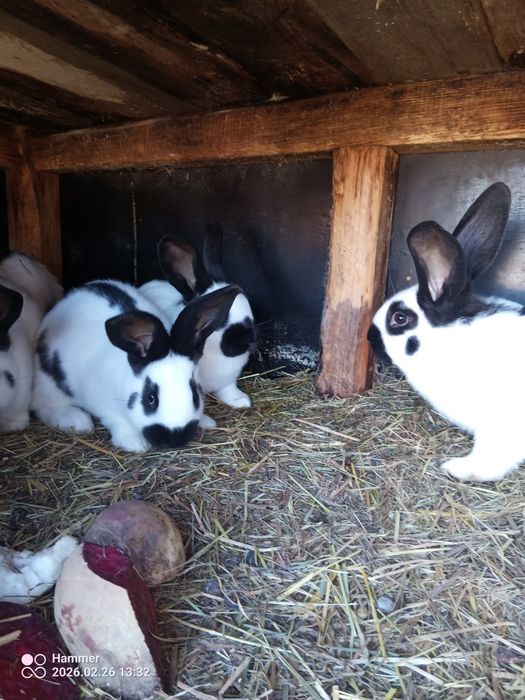 Sprzedam srokacze olbrzym