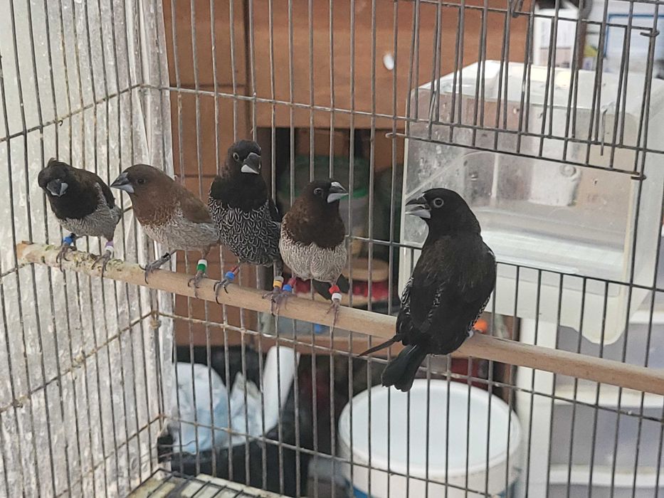Bengalins de exposição e de amas