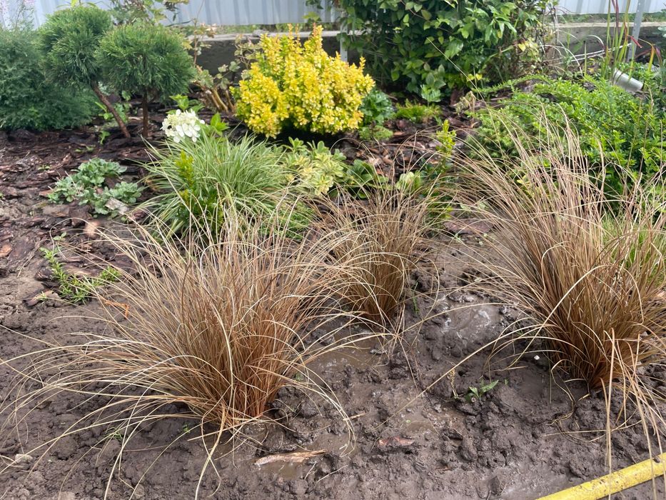 Сантоліна сиза та зелена Міскантус зебрінус, хаконехлоя