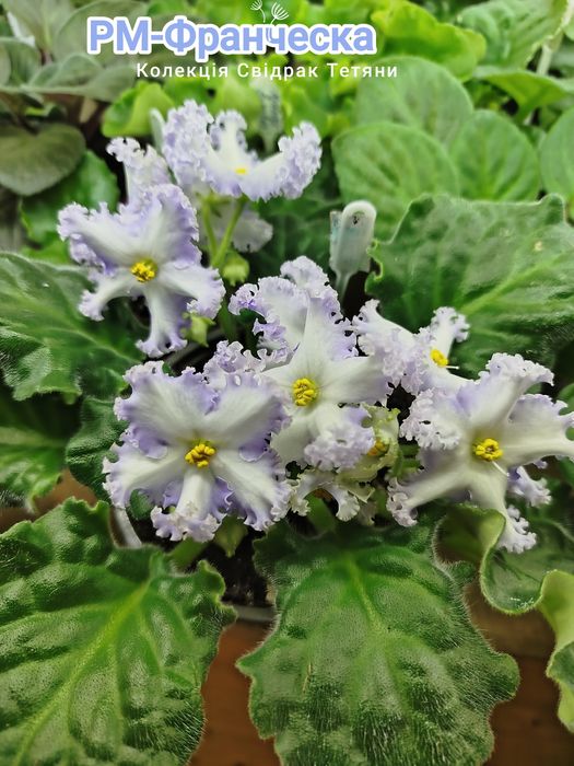 Фіалки сортові ,дітки фіалок ,вкорінені листочки ,свіжозрізані листочк