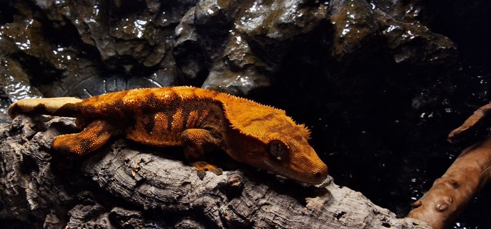 Gekon orzęsiony samiec extreme hallowen crowned correlophus ciliatus
