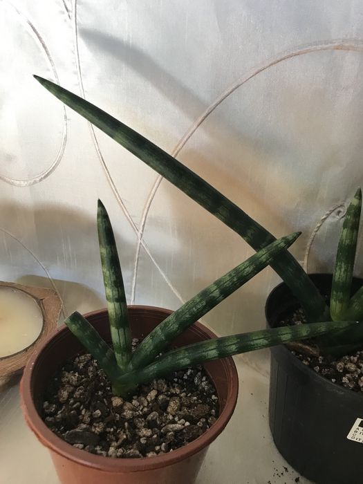 Sansewieria cylindrica tzw „palczasta”