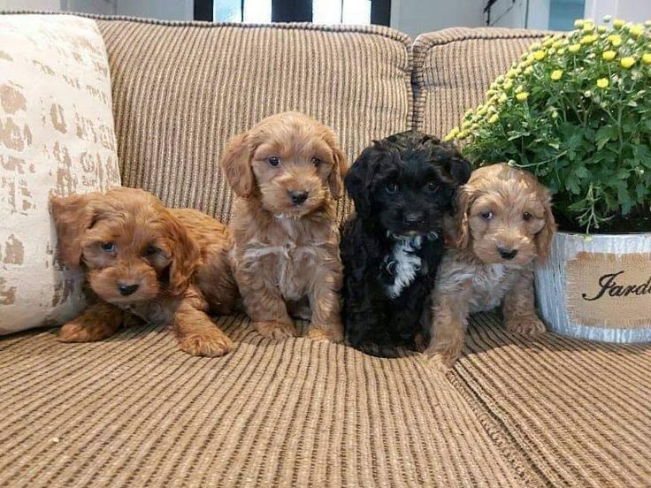 Пуделі Ред Браун і мальтіпу F1 і ф2 хлопчики і дівчатка міні зі Львова