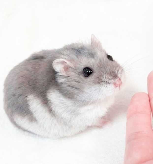 Джунгарские хомячки, хомячата, хомяки, хомяк, карликовые, джунгарики