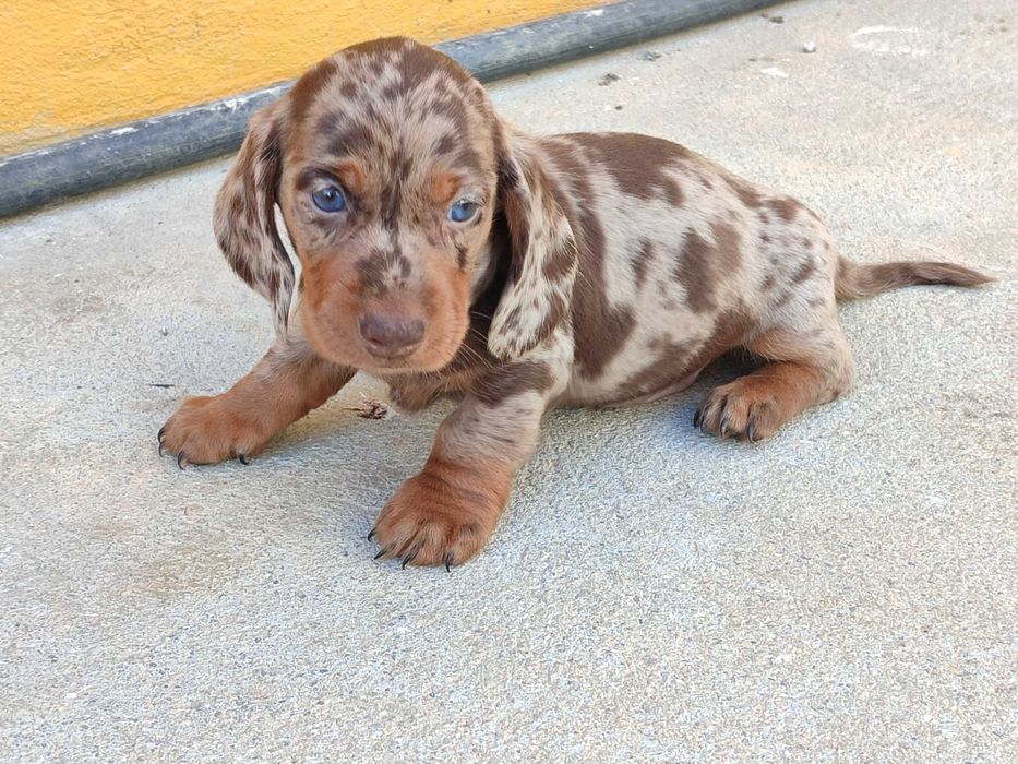 Teckel macho chocolate Merle bem malhado
