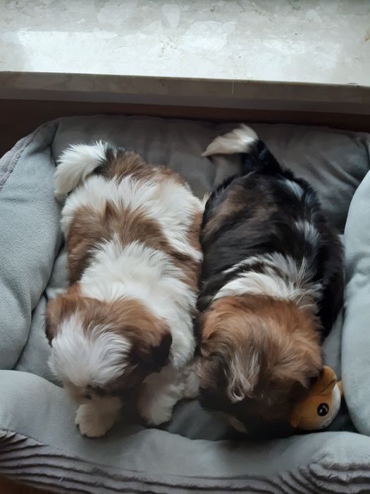 Shih tzu prześliczny chłopczyk