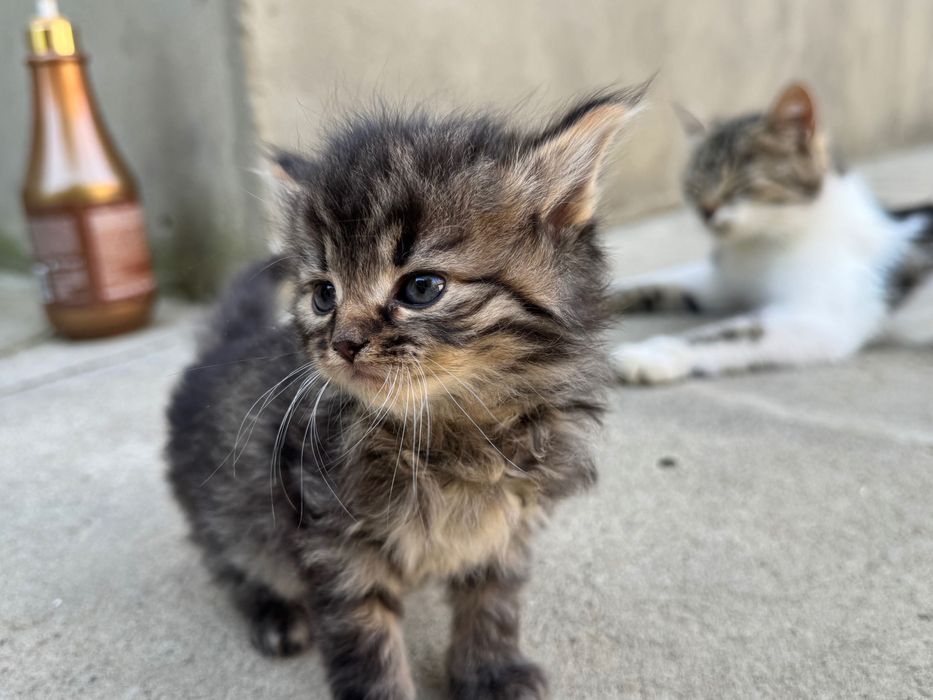 Віддам кошеня в хороші руки