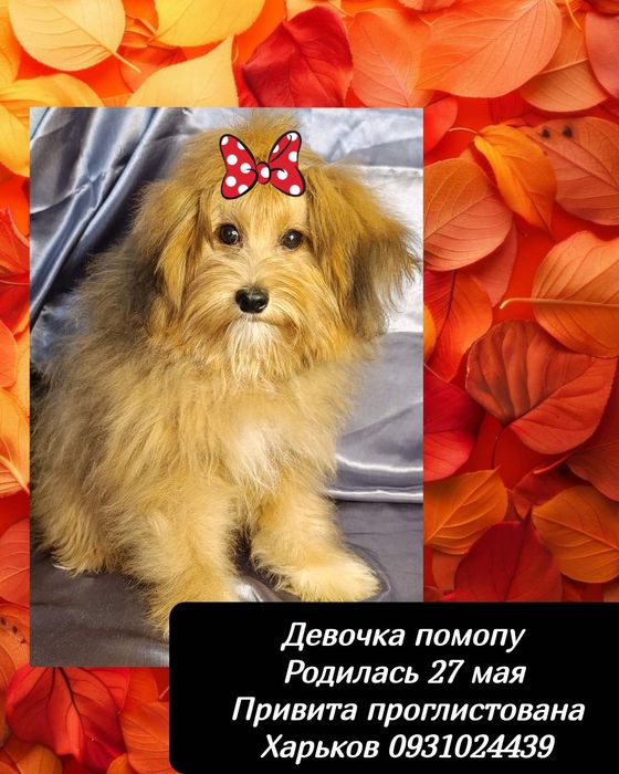 Милая девочка помопу