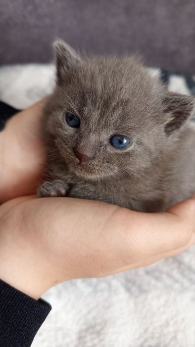 Кошенята помісь британки з місцевим
