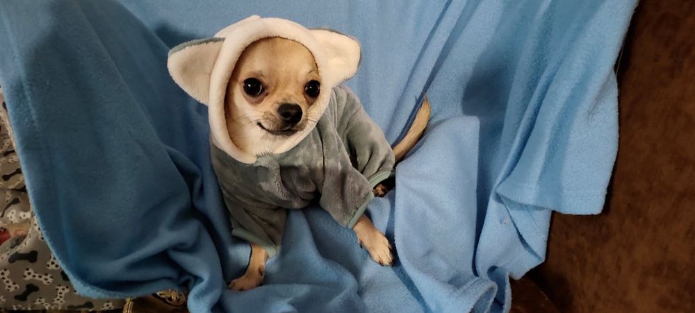 Вязка.Жених чихуахуа