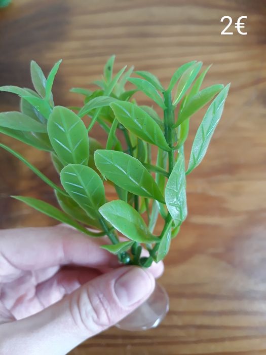 Plantas Decoração Aquário