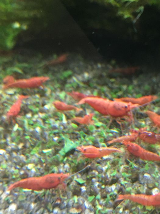 Krewetki sakura red