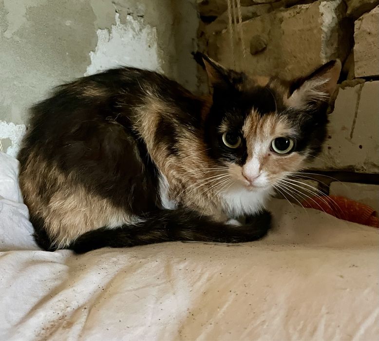 Кошка кот трехцветная рыжий черный белый