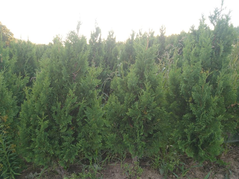 Tuja spiralna wąsko rosnąca 200/240cm  Krzewy, iglaki