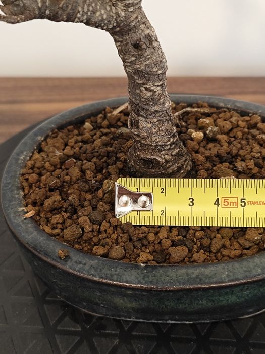 Ficus retusa  jovem