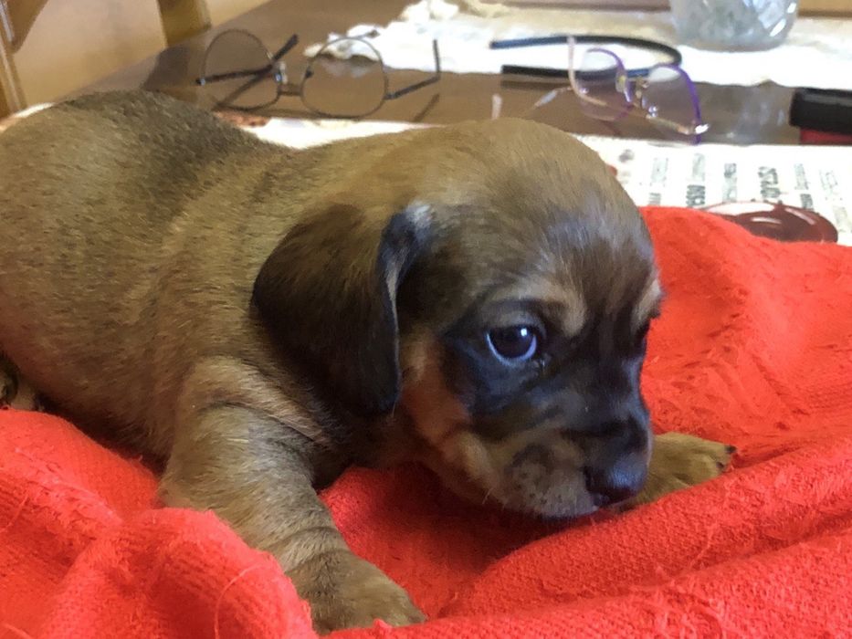 Отдам щенков таксы