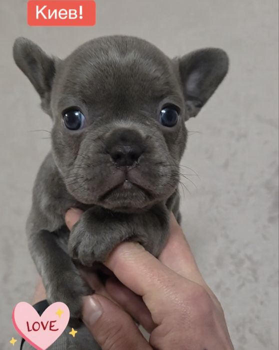 Девочка француского бульдога! Голубая без тигры и белого