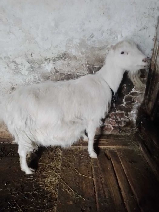 Продам козу полтавська область