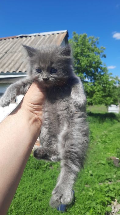 Відам котиків безкоштовно