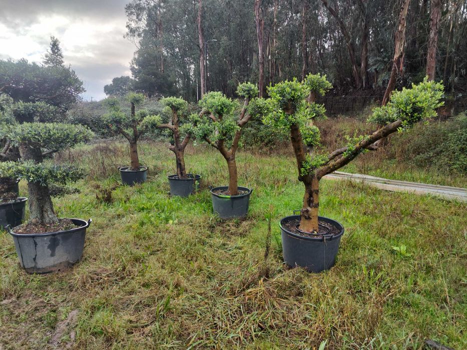 Vendo oliveiras Bonsais em vasos