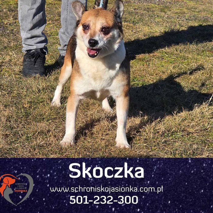 Skoczka w schronisku  jasionka