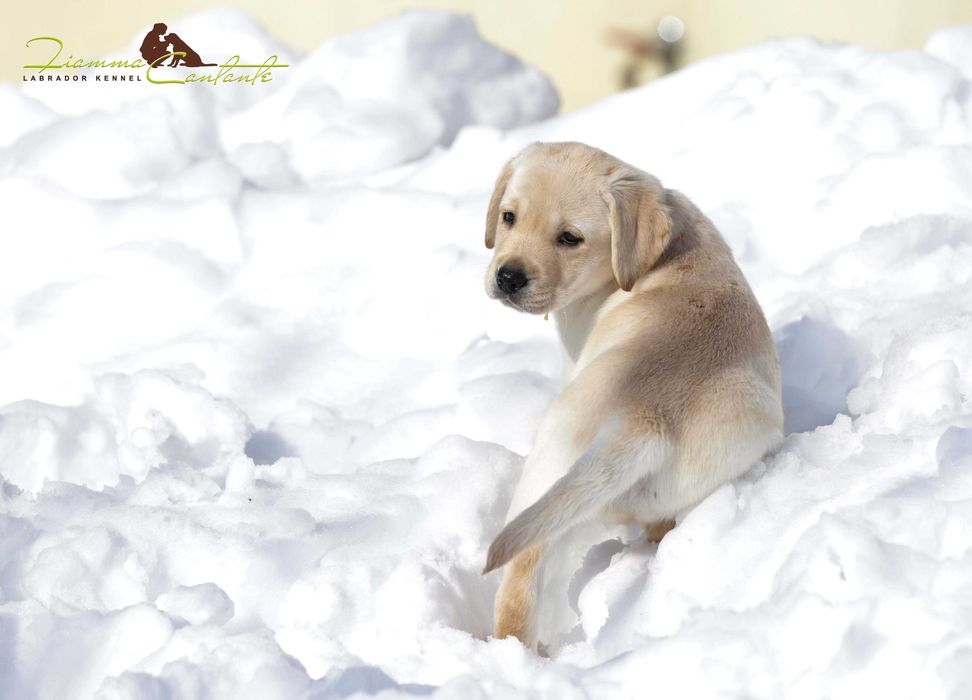 Цуценя лабрадора для виставок та сім'ї