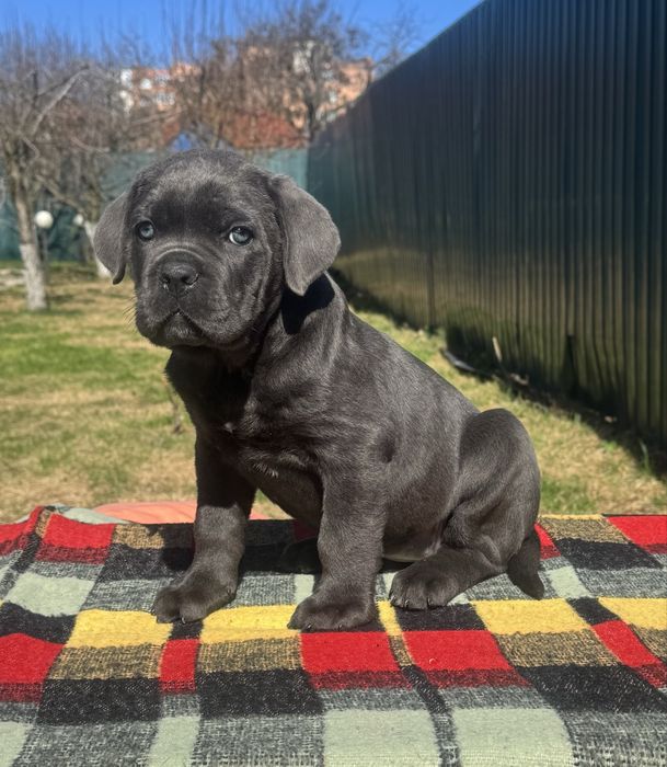 Cane corso цуценята сірого забарвлення