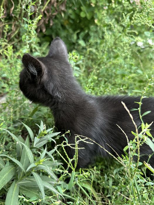 Котик, кошеня, кіт