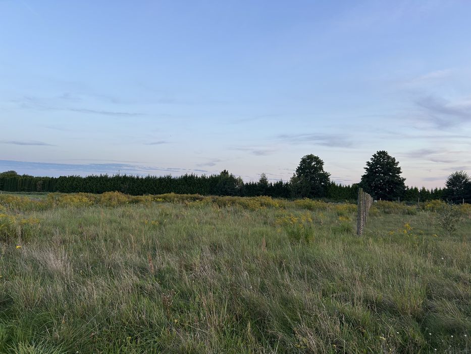 Sprzedam działki budowlane w Maszewie gm. Deszczno - Więcej