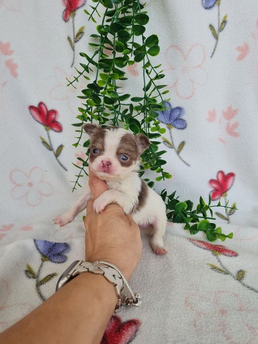 Excelente menino mini pelo longo Chihuahua/Chiuaua Cabeça de Maça,Qualidad