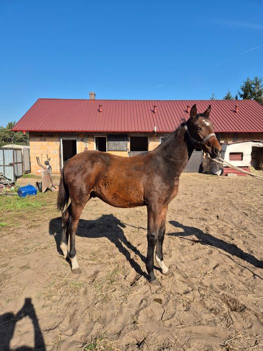Ogierek 7 miesięczny