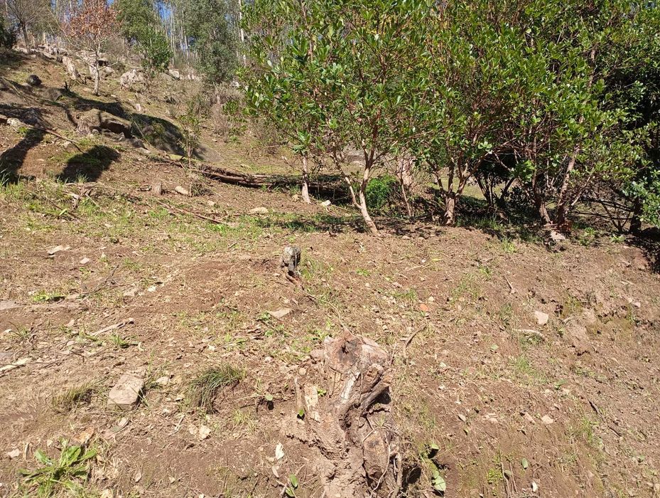 Limpeza de terrenos agrícolas mato podas