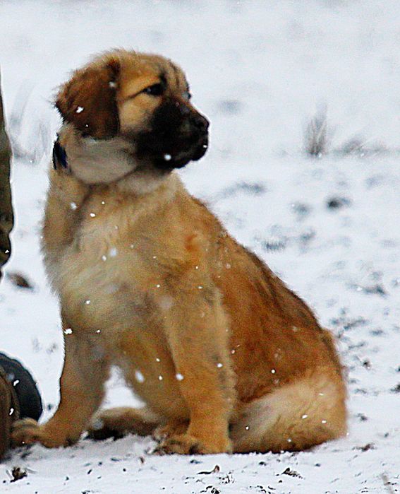 Цуценята  кавказької вівчарки.