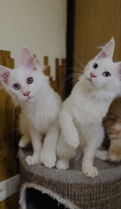 Дівчинка полідакт різноочка в улюбленці