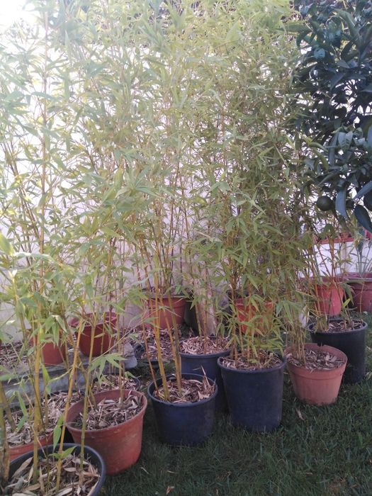 plantas de bambus naturais