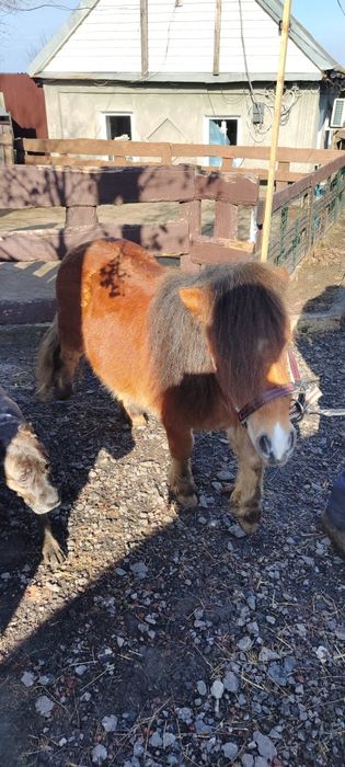 ЗООТАКСИ!Доставка животных.Перевозка собак,кошек,пони,телят,коз и т.д.