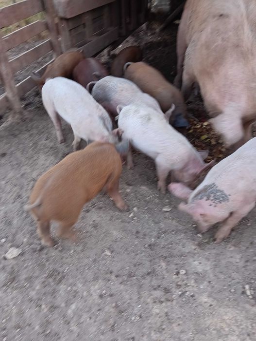Porcos leitões com dois meses