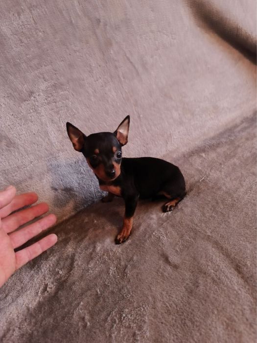 Pinscher miniatura tamanho 0