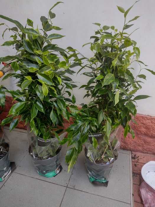 Фикус Бенджамин белый и зеленый