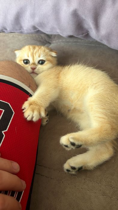 Кошка золотой шиншилла 3 месяца