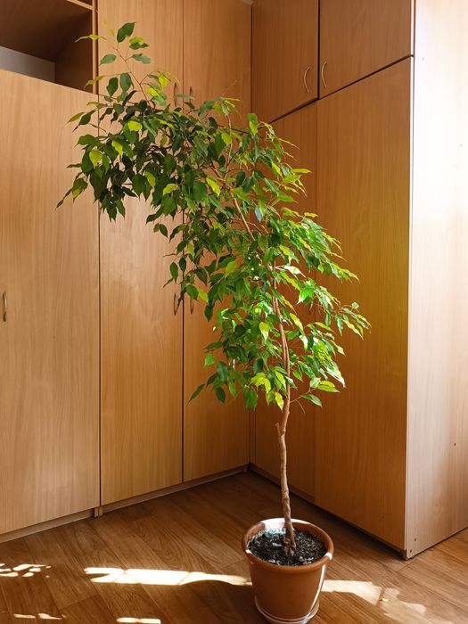 Фікус Бенджамина